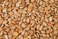 Dried almond kernel Royalty Free Stock Photo