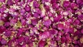 Dried amaranth flowers, globular amaranth,close-up