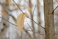 Dried American beech leaf on bare branches in the forest, Fagus grandifolia