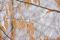 Dried American beech leaves on bare branches in the forest, Fagus grandifolia