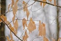 Dried American beech leaves on bare branches in the forest, Fagus grandifolia