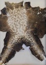 Dried American Bullfrog Skin on display for educational purposes