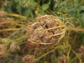 Dried ammi carrot natural seed heads Royalty Free Stock Photo