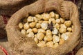 Sack of Dried Siam Cardamom on wooden background Royalty Free Stock Photo