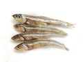 Dried Anchovy Fish isolated on a White Background Selective Focus
