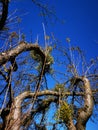 Dried apple tree attacked by mistletoe