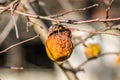 Dried apples in the tree canopy Royalty Free Stock Photo