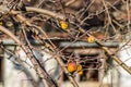 Dried apples in the tree canopy Royalty Free Stock Photo