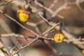 Dried apples in the tree canopy Royalty Free Stock Photo