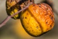 Dried apples in the tree canopy Royalty Free Stock Photo