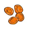 Dried apricots hand drawn sketch outline art. Colorful cartoon style vector illustration. Royalty Free Stock Photo