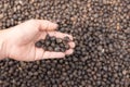 Dried Arabica coffee cherries in greenhouse solar drying system. Drying coffee bean