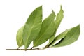 Dried aromatic bay leaf twig isolated on a white background. Photo of laurel bay harvest for eco cookery business. Antioxidant kit Royalty Free Stock Photo