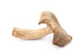 Dried aromatic chanterelle mushroom Royalty Free Stock Photo