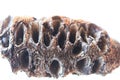 Dried Australian Banksia Seed Pod Royalty Free Stock Photo