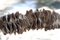 Dried Australian Banksia Seed Pod Royalty Free Stock Photo