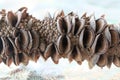 Dried Australian Banksia Seed Pod Royalty Free Stock Photo