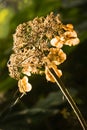 Dried Autumn flower Royalty Free Stock Photo