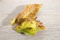 Dried autumn leaf of a chestnut tree full of details on a wood t Royalty Free Stock Photo