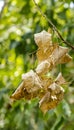 A dried autumn leaf is hanging on a branch. Close up of dried leaves hanging on the branches of trees. Royalty Free Stock Photo