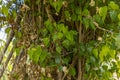 A dried autumn leaf is hanging on a branch. green leaves on the green backgrounds Royalty Free Stock Photo