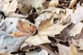 Dried autumn leaves