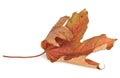 Dried autumn leaves