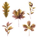 Dried autumn leaves collection. Oak, maple and chestnut leaves. Watercolour Illustration isolated on white background. Royalty Free Stock Photo