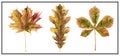 Dried autumn leaves illustration. Oak, maple and chestnut leaves. Watercolour Illustration isolated on white background. Royalty Free Stock Photo