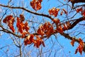 Dried autumn oak leaves on branches Royalty Free Stock Photo