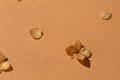 Dried autumn small hydrangea flowers on the beige background close up