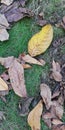 Dried autumn yellow and brown leaves on bright green grass. The mood is sadness, sad. Background Royalty Free Stock Photo