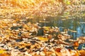 Dried autumnal fallen oak leaves floating on surface of water pond or lake at scenic park or forest on bright sunny day Royalty Free Stock Photo