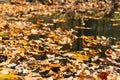 Dried autumnal fallen oak leaves floating on surface of water pond or lake at scenic park or forest on bright sunny day Royalty Free Stock Photo