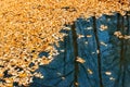 Dried autumnal fallen oak leaves floating on surface of water pond or lake at scenic park or forest on bright sunny day Royalty Free Stock Photo