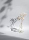 Dried Baby breath flowers in a vase with foliage shadow Royalty Free Stock Photo