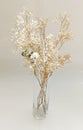 Dried Baby\'s Breath flower