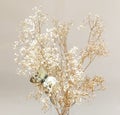 Dried Baby\'s Breath flower