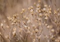 Dried babys breath