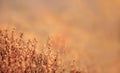 Dried babys breath