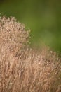 Dried babys breath