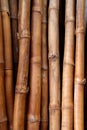 Dried bamboo cane trunk texture Royalty Free Stock Photo