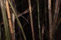 Dried bamboo and green bamboo with background in the dark tone. Sensitive focus Royalty Free Stock Photo