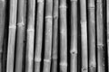 Dried bamboo pole texture background. Grey background for death, sad, peaceful, tranquil. Asian style bamboo fence design. Dried Royalty Free Stock Photo