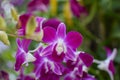 Orchids flowers bloom in spring Royalty Free Stock Photo