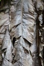 Dried banana leaves Royalty Free Stock Photo