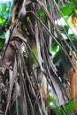 Dried banana leaves in a farm Royalty Free Stock Photo