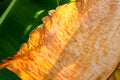 Dried banana leaves on green banana leaf natural background Royalty Free Stock Photo