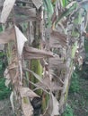 Dried banana leaves hanging in the banana garden Royalty Free Stock Photo