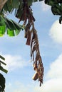 Dried banana leaves hanging from the tree, with bunches of green bananas Royalty Free Stock Photo